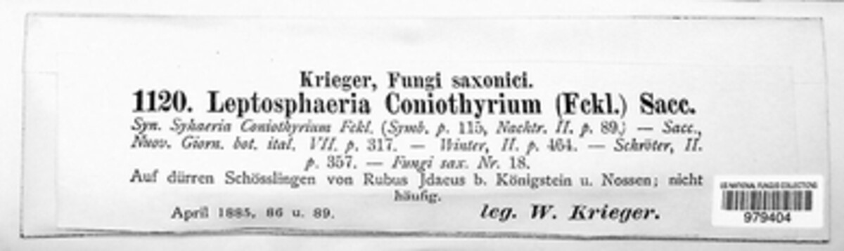 Coniothyrium fuckelii image